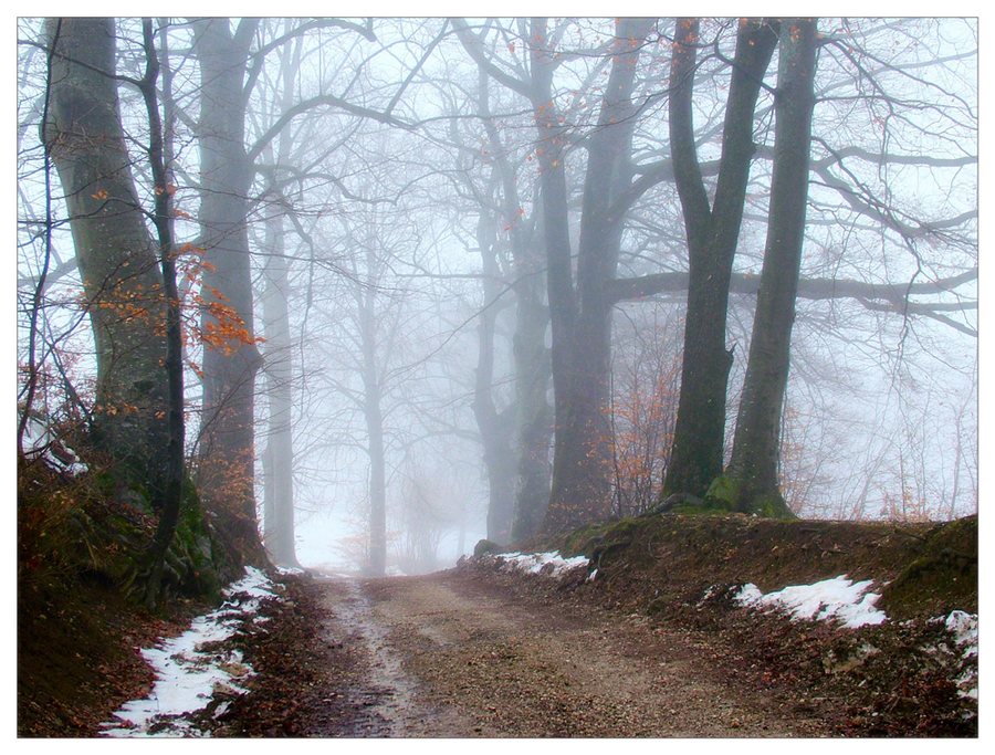 Buchennebelwald