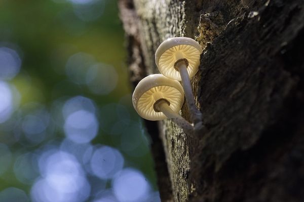 Buchenschleim-Rüblinge