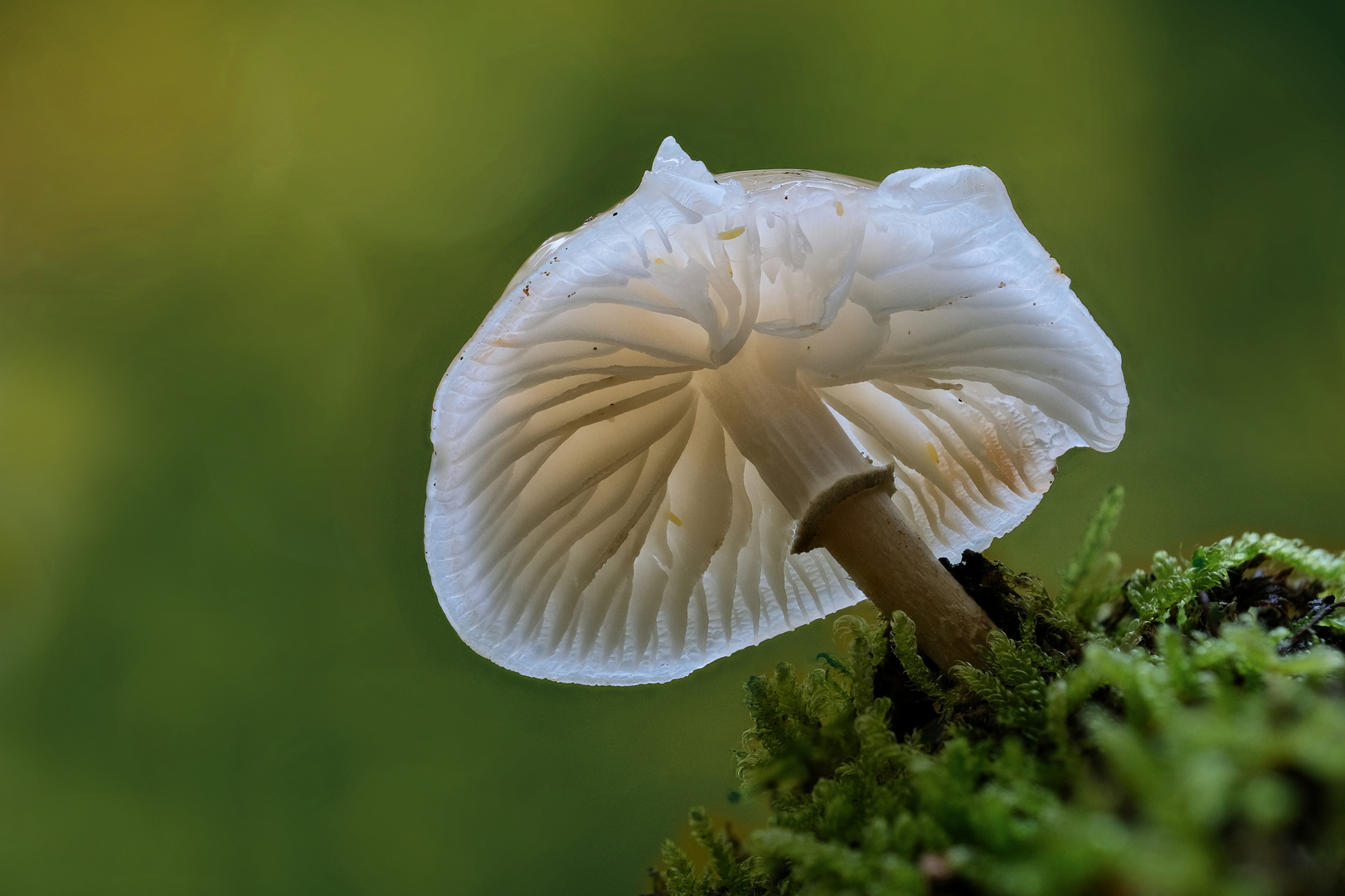 Buchenschleimrübling