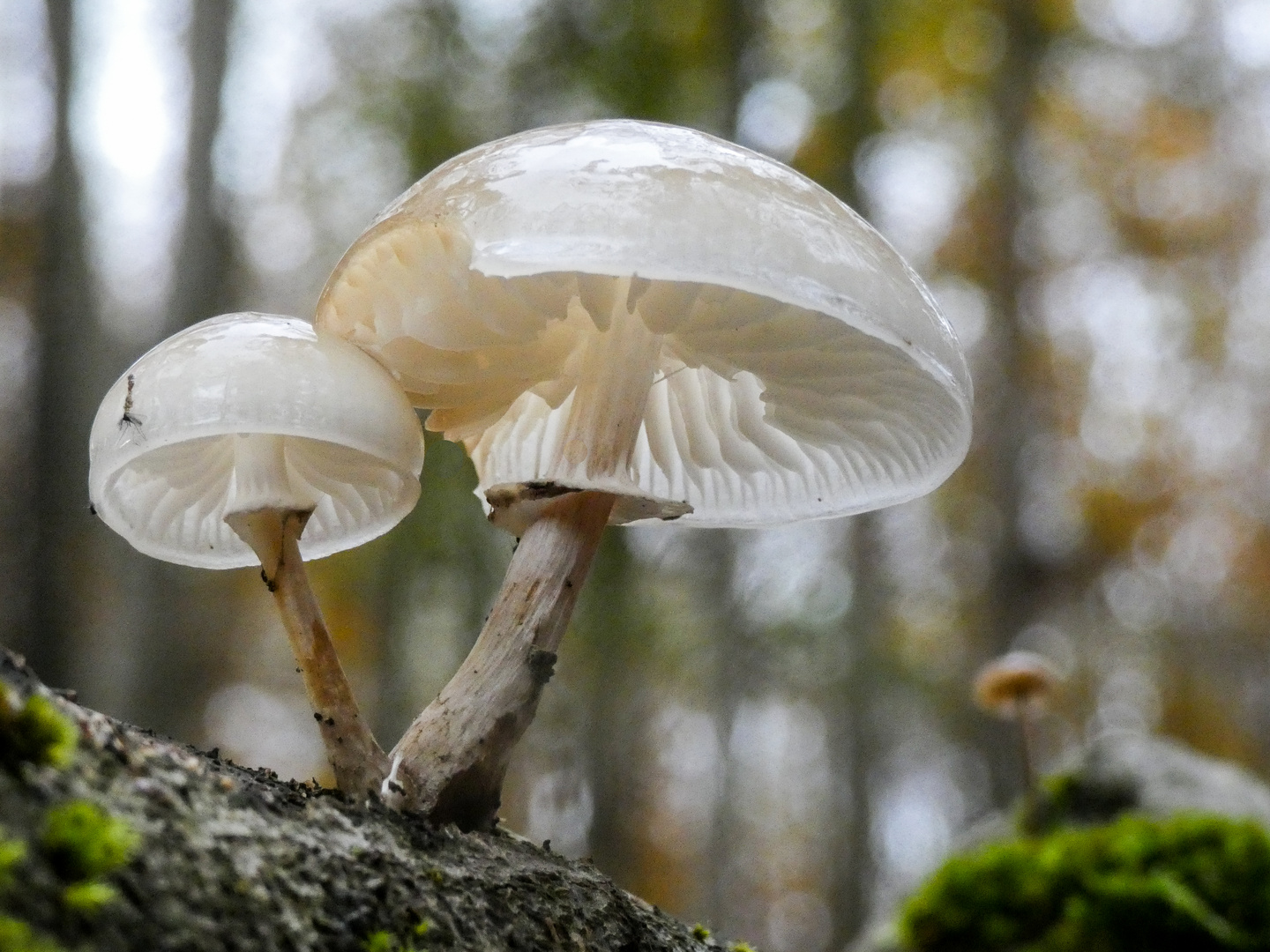 Buchenschleimrübling