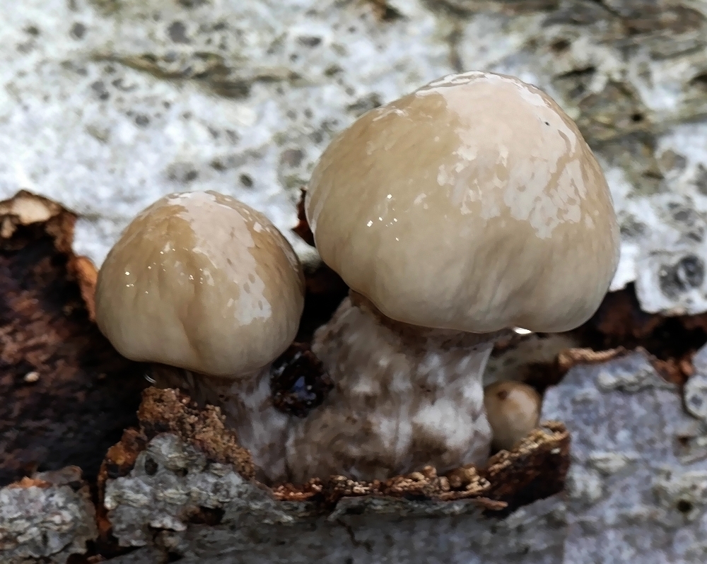 Buchenschleimrübling