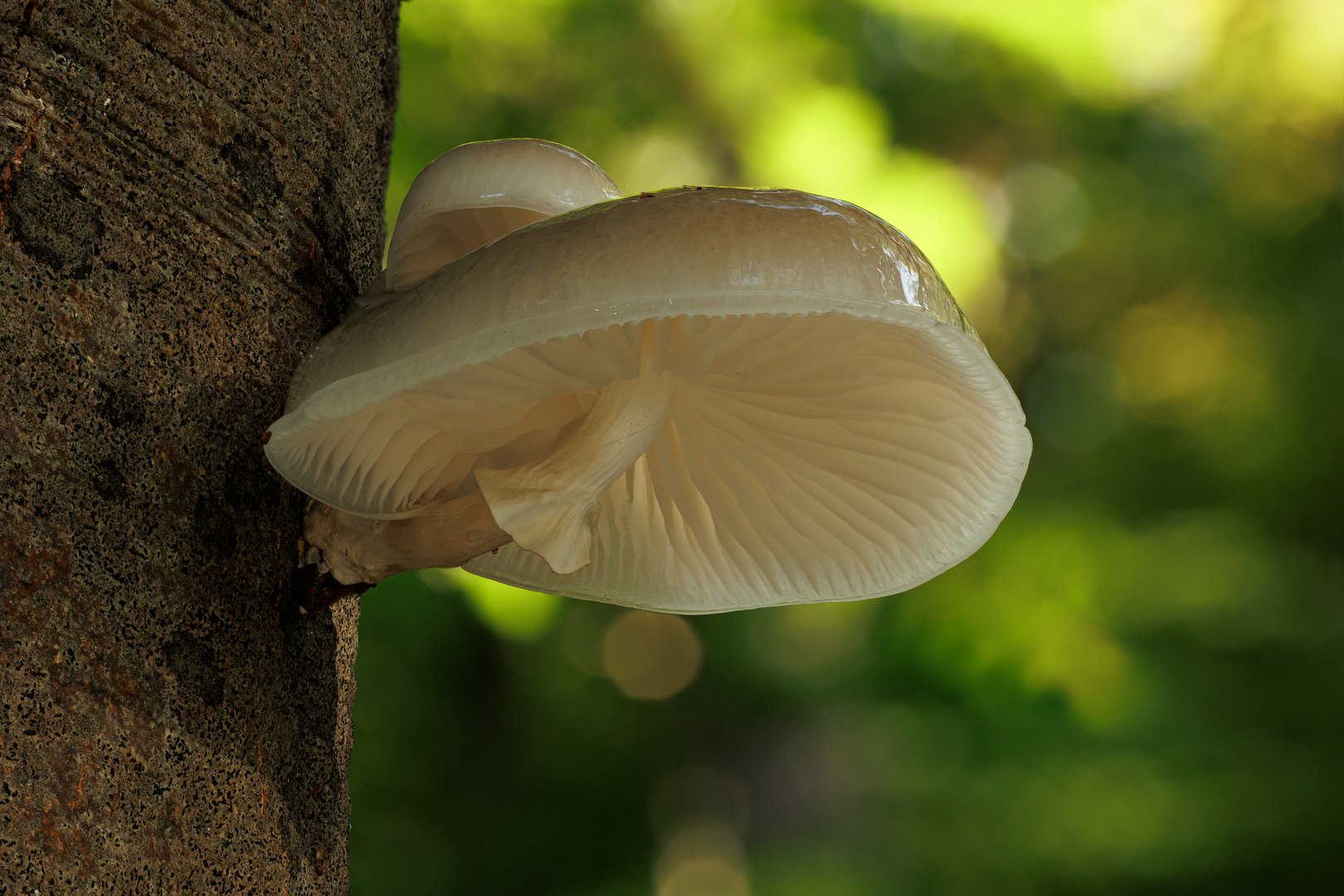 Buchenschleimrübling am Buchenstamm