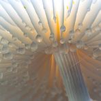 Buchenschleimrübling