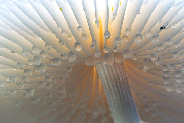 Buchenschleimrübling