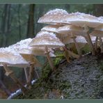 Buchenschleimrübling im ersten Schnee