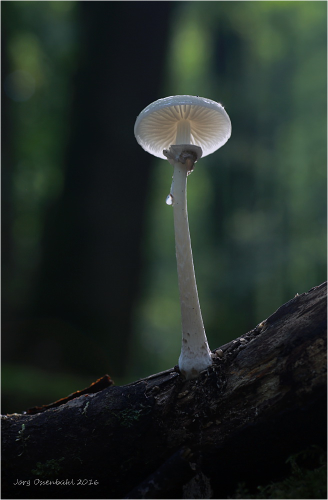 Buchenschleimrübling im Sonnenlicht