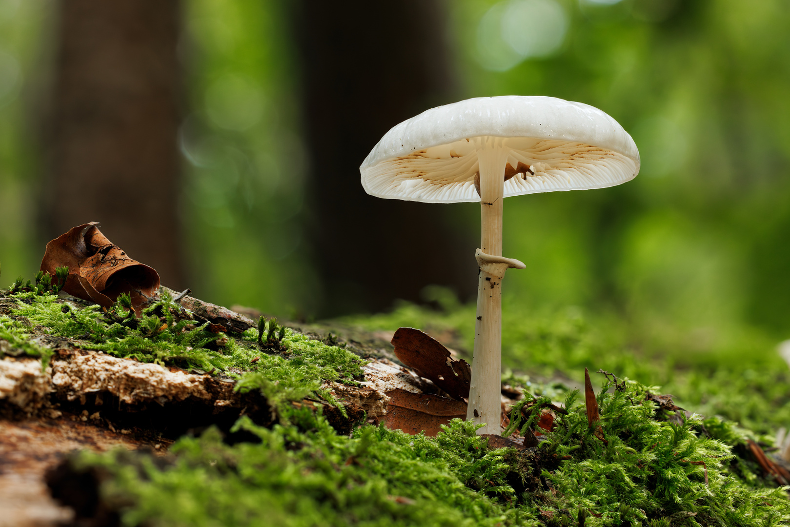 Buchenschleimrübling im Wald