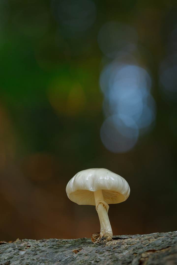 Buchenschleimrübling im Wald