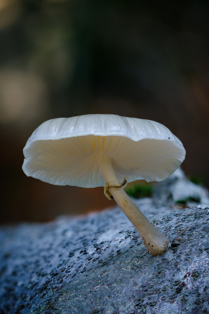 Buchenschleimrübling im Wald