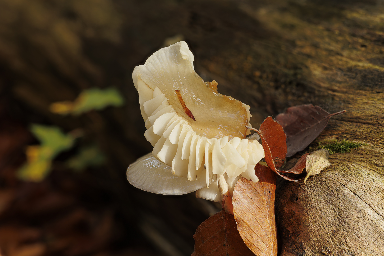 Buchenschleimrübling im Wald