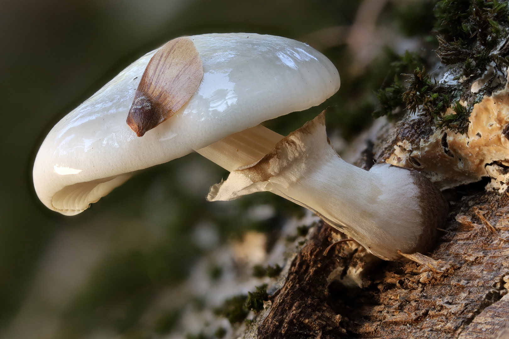 Buchenschleimrübling mit Douglasiensamen