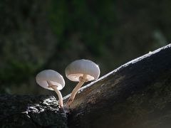 Buchenschleimrübling, (Oudemansiella mucida)