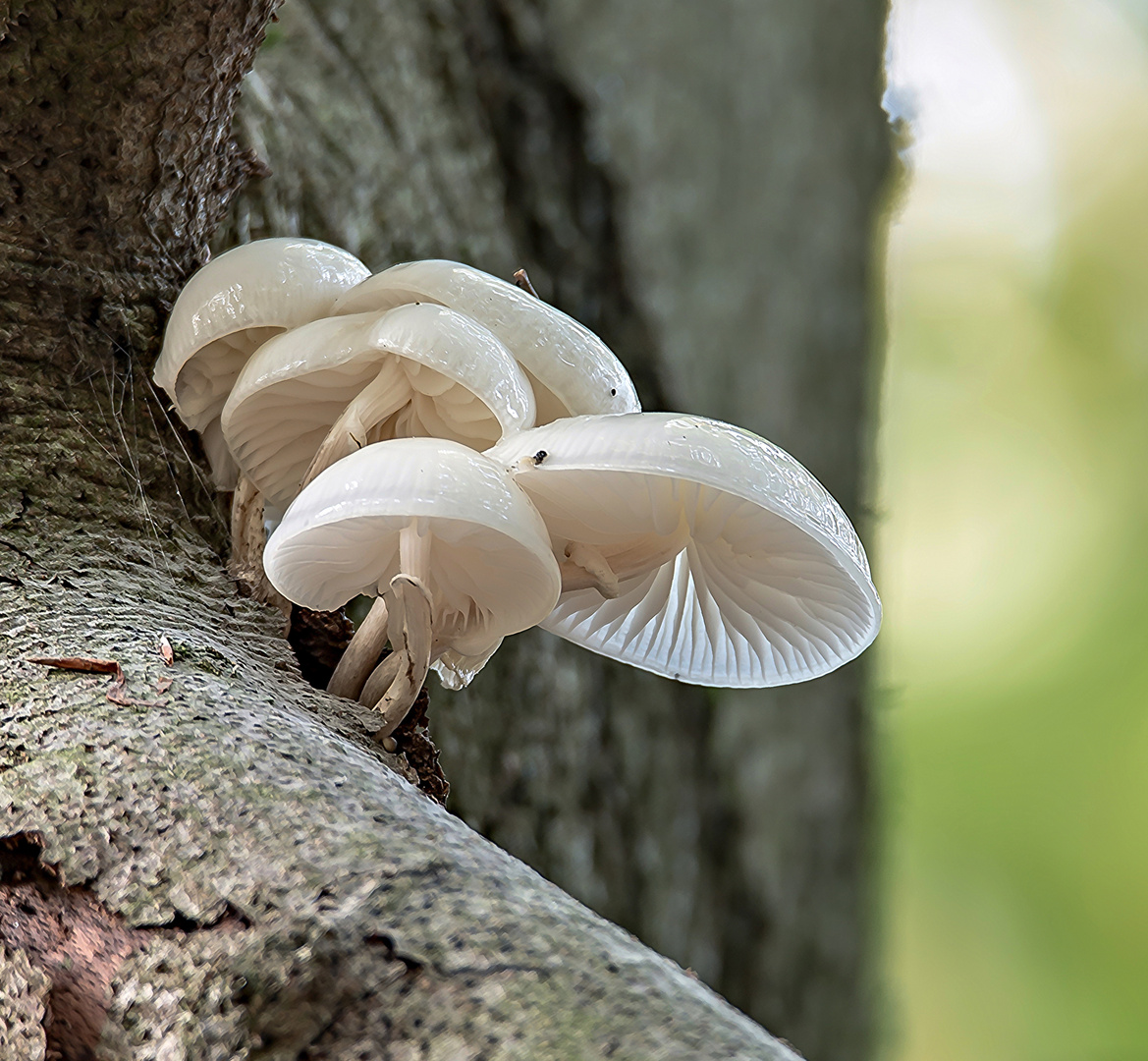 Buchenschleimrübling (Oudemansiella mucida)