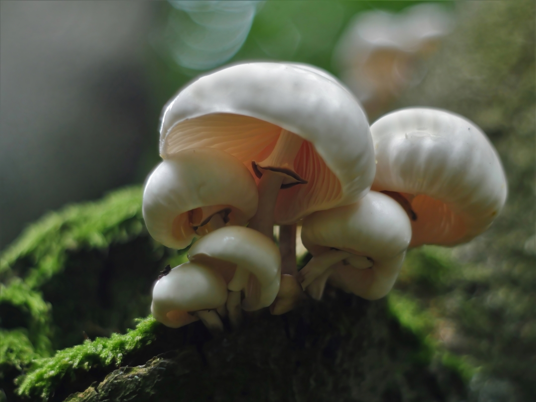 Buchenschleimrübling (Oudemansiella mucida) 