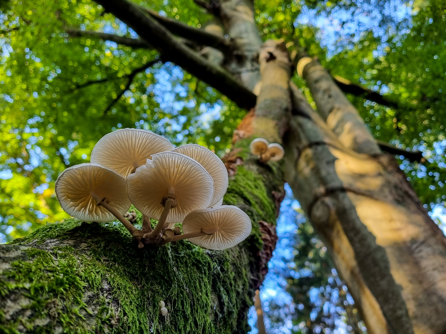 Buchenschleimrüblinge