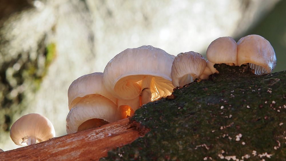 Buchenschleimrüblinge