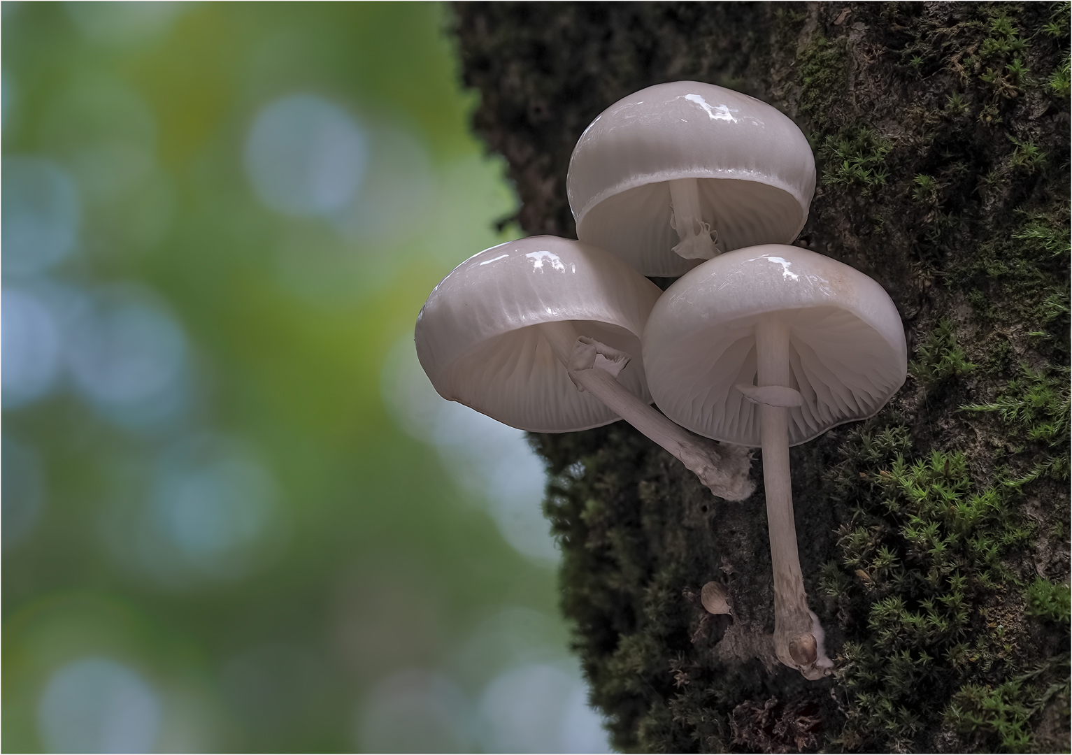 Buchenschleimrüblinge