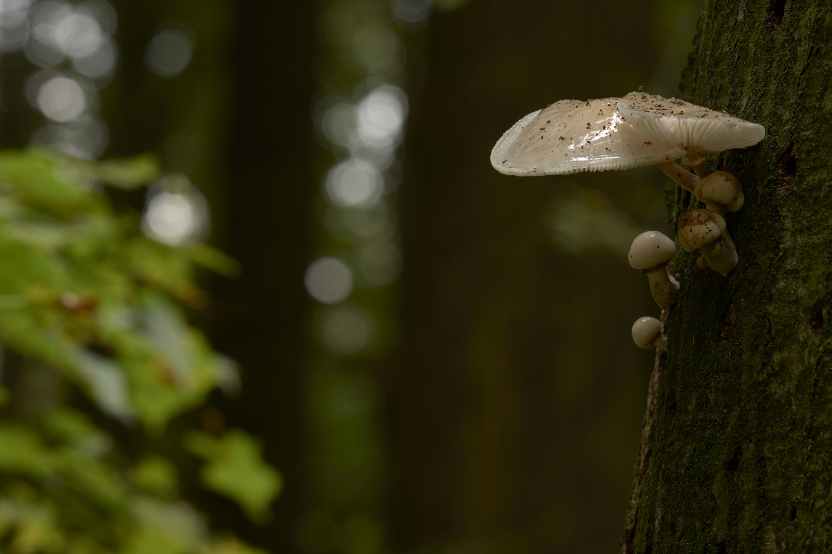 Buchenschleimrüblinge