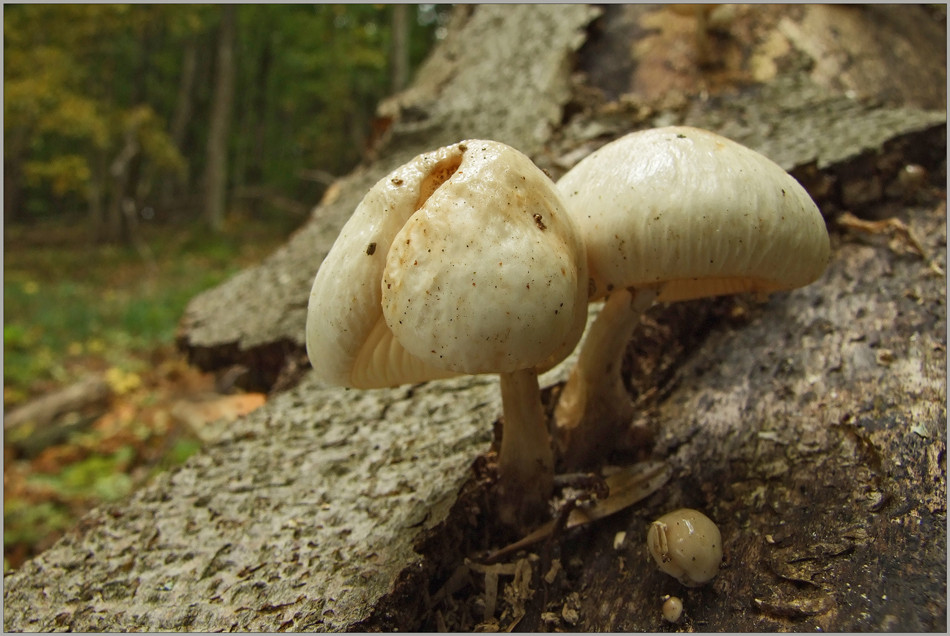 Buchenschleimrüblinge