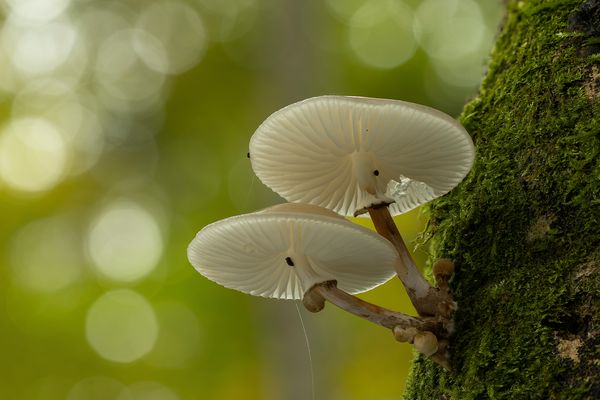 --- Buchenschleimrüblinge ---
