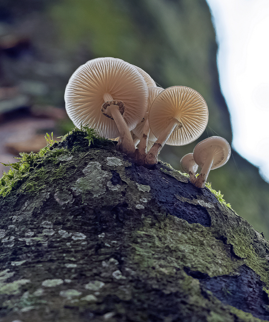 Buchenschleimrüblinge am Baum