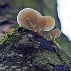 Buchenschleimrüblinge am Baum