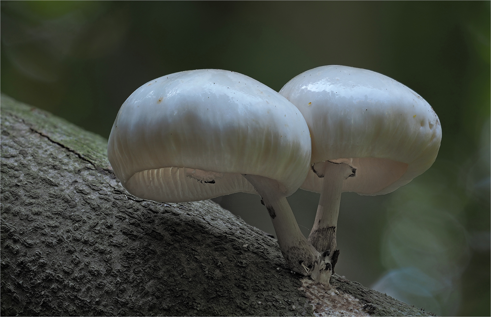 Buchenschleimrüblinge