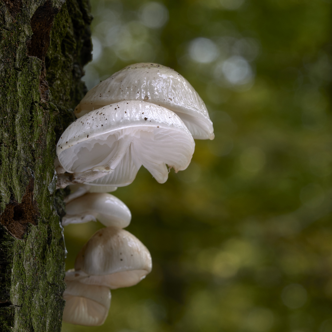 Buchenschleimrüblinge