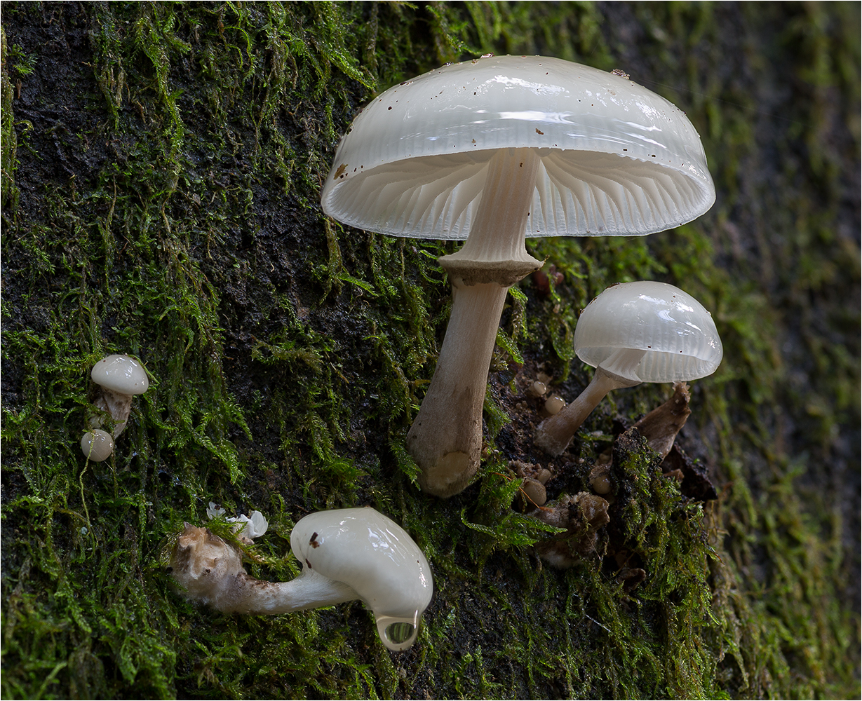 Buchenschleimrüblinge