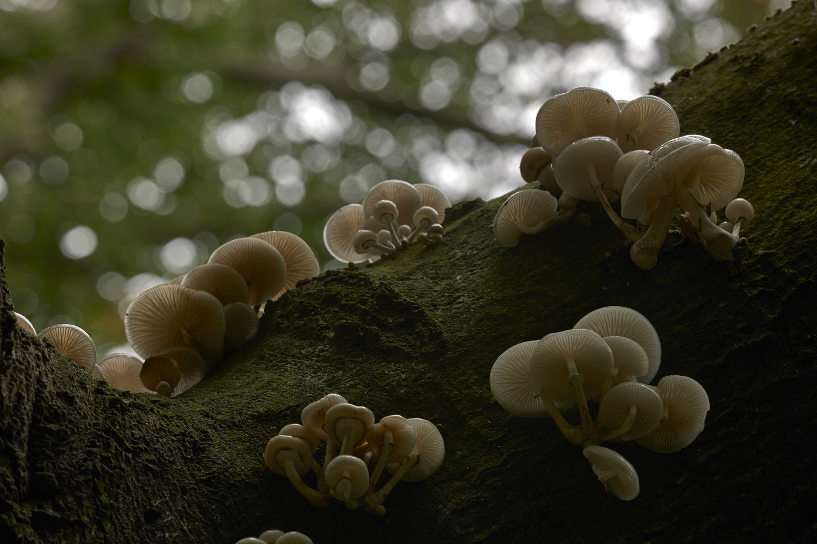 Buchenschleimrüblinge