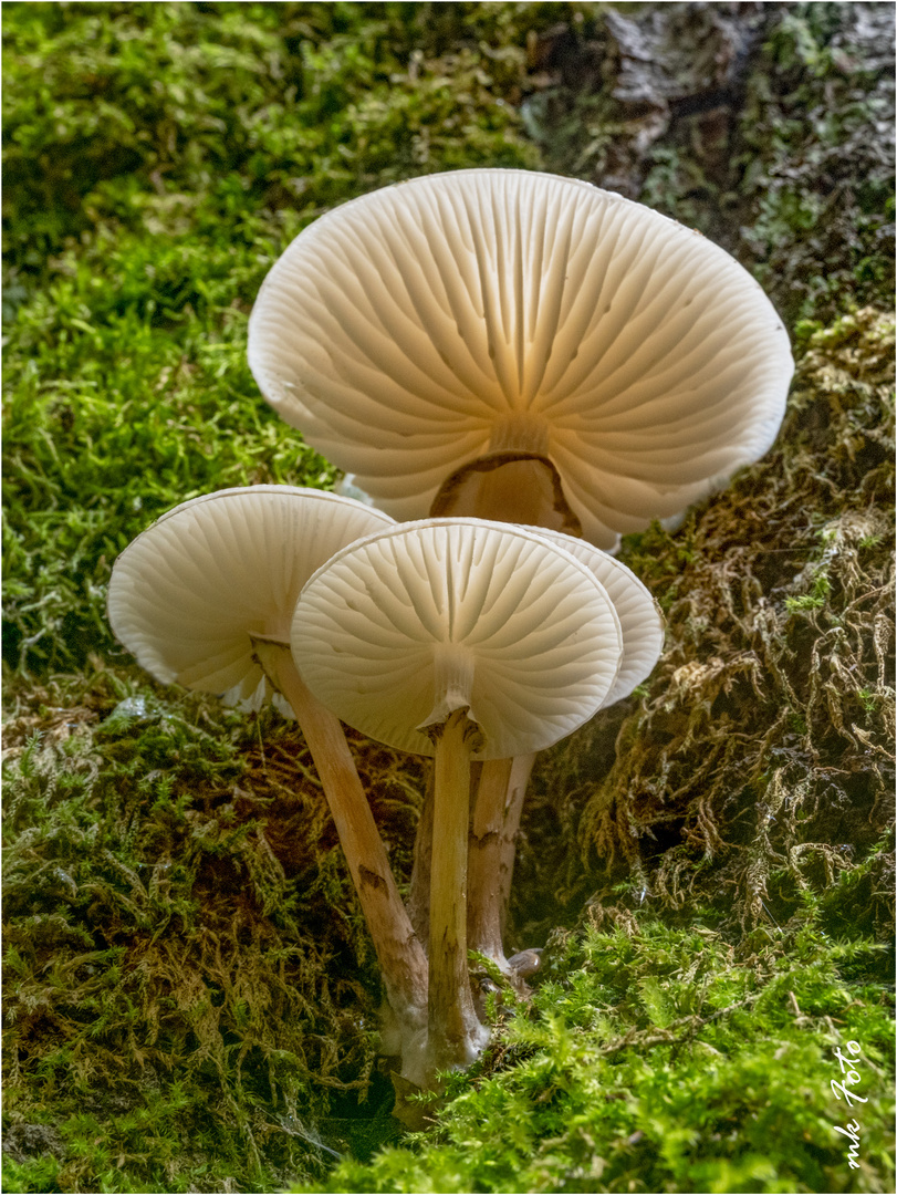 Buchenschleimrüblinge