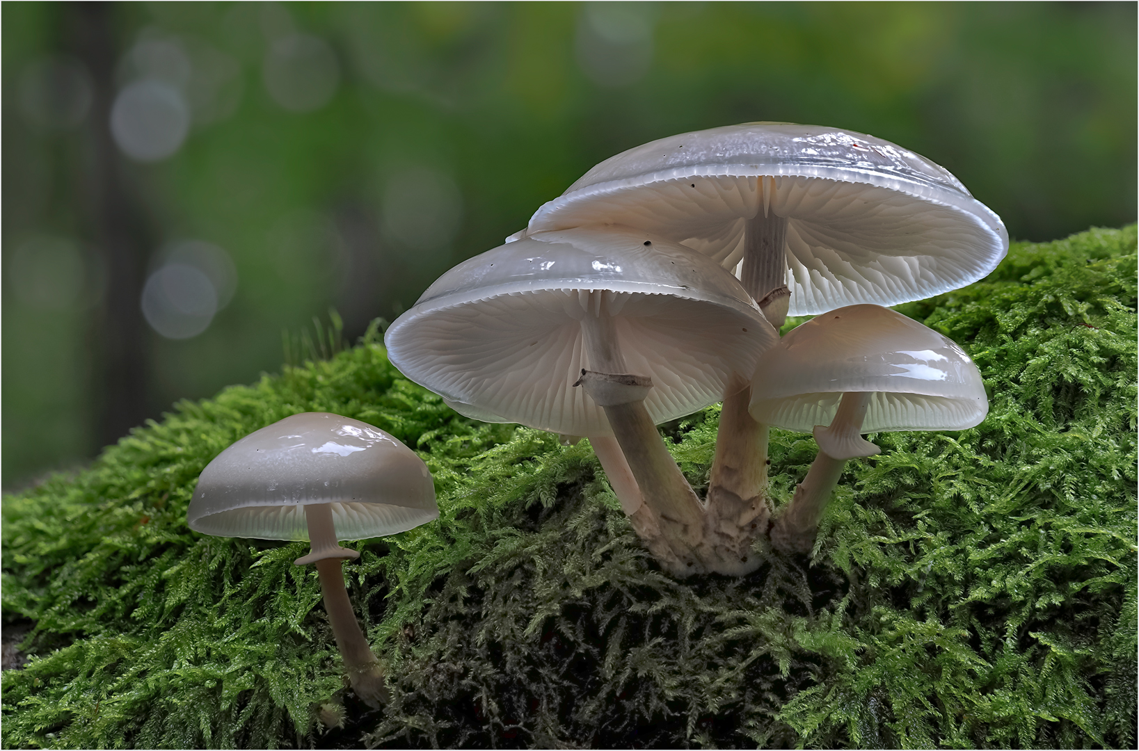 Buchenschleimrüblinge im Überfluß