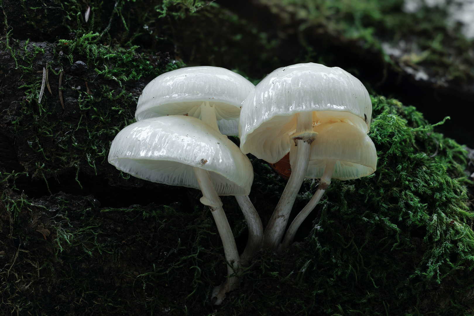 Buchenschleimrüblinge im Wald