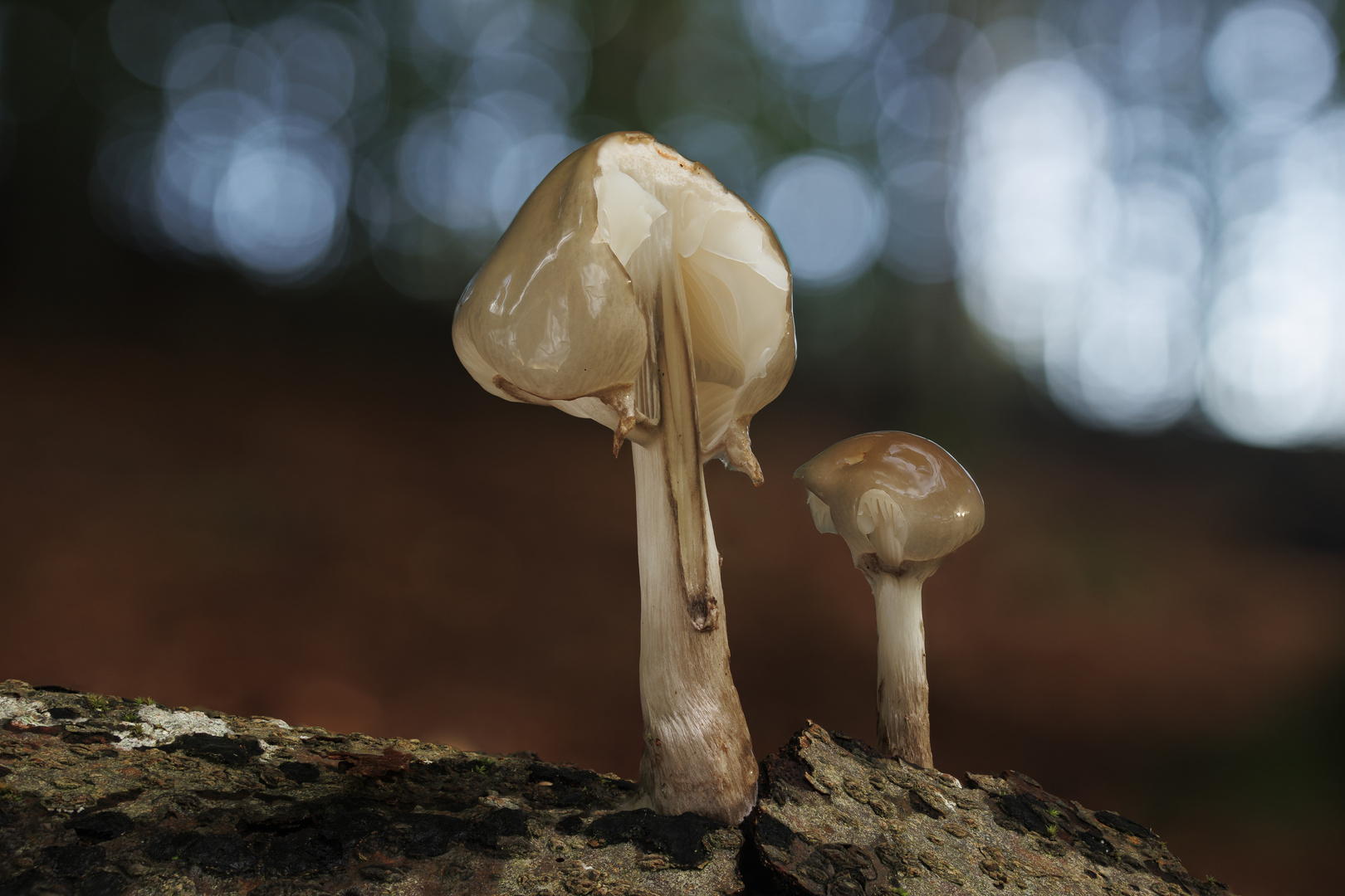 Buchenschleimrüblinge im Wald