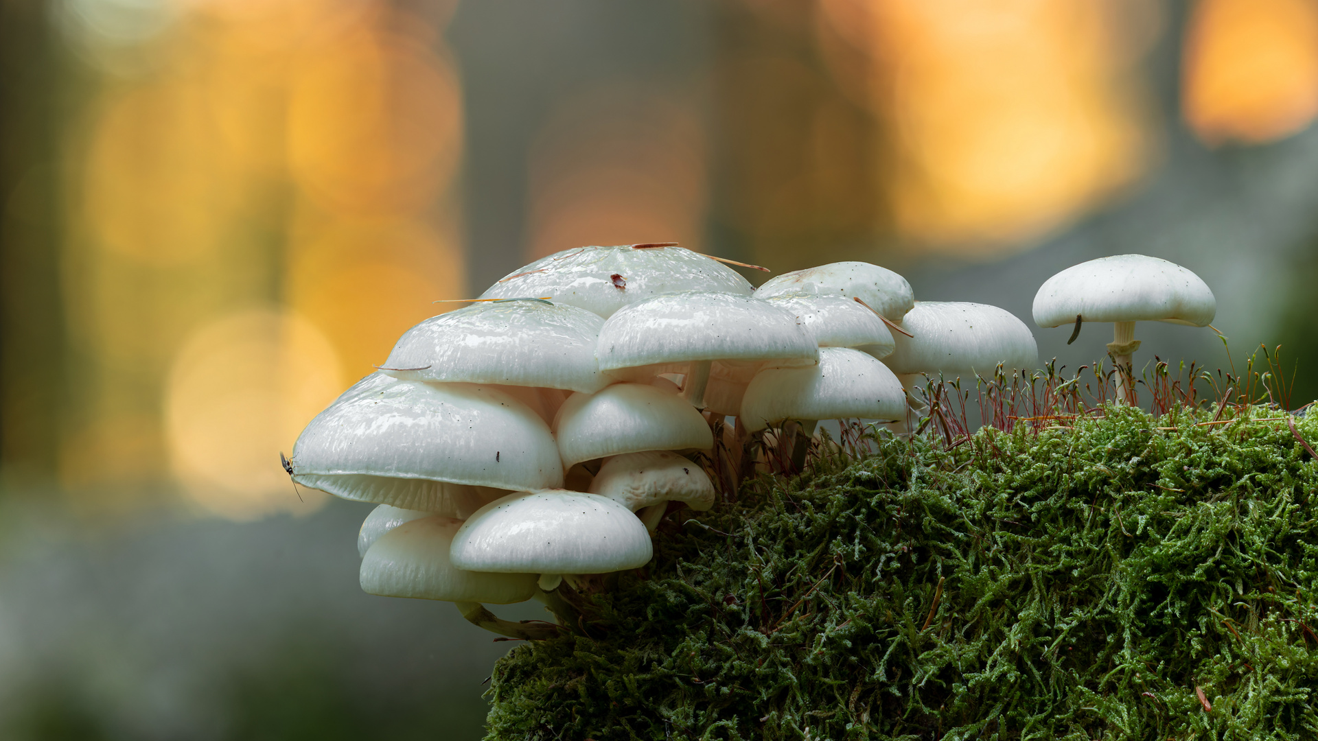 Buchenschleimrüblinge im Wald