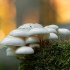 Buchenschleimrüblinge im Wald