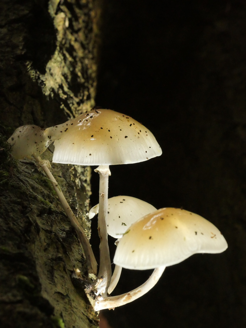 Buchenschleimrüblinge in der Höhle