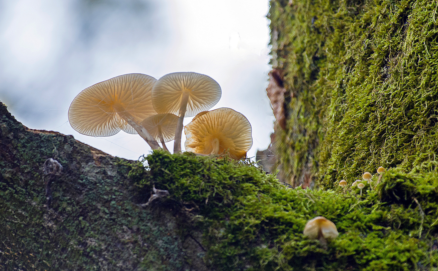 Buchenschleimrüblinge oben an einem Baum