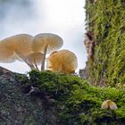 Buchenschleimrüblinge oben an einem Baum