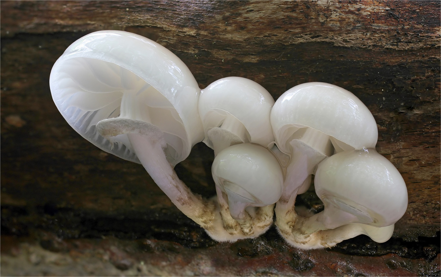 Buchenschleimrüblinge (Oudemansiella mucida)