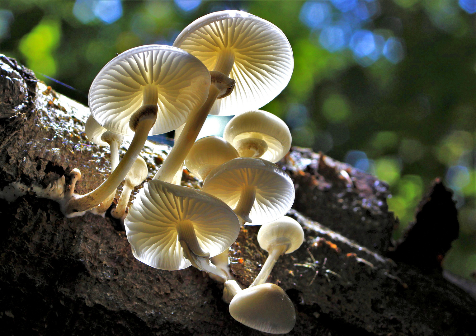 Buchenschleimrübling(Oudemansiella mucida) im Gegenlicht