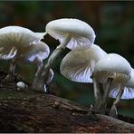 Buchenschleimrüblings Großfamilie