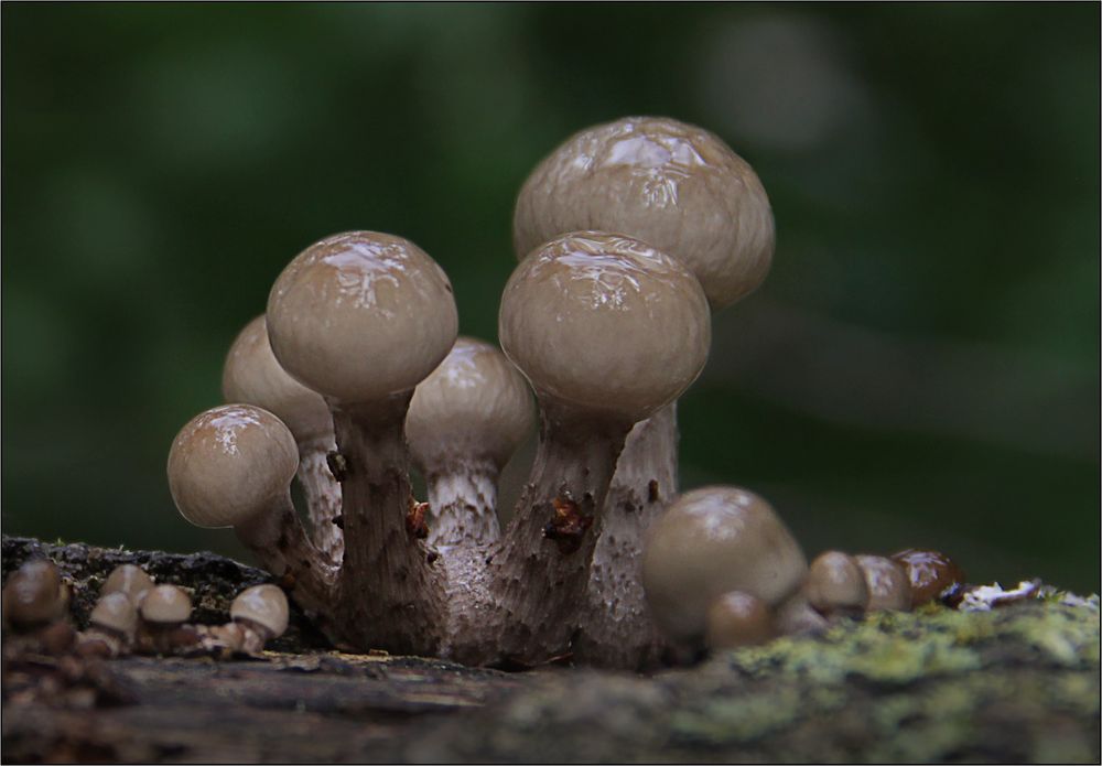 Buchenschleimrüblings Kinderstube.