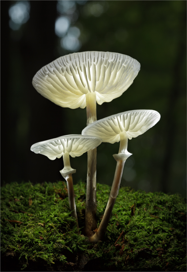 Buchenschleimrüblings-Trio 2013