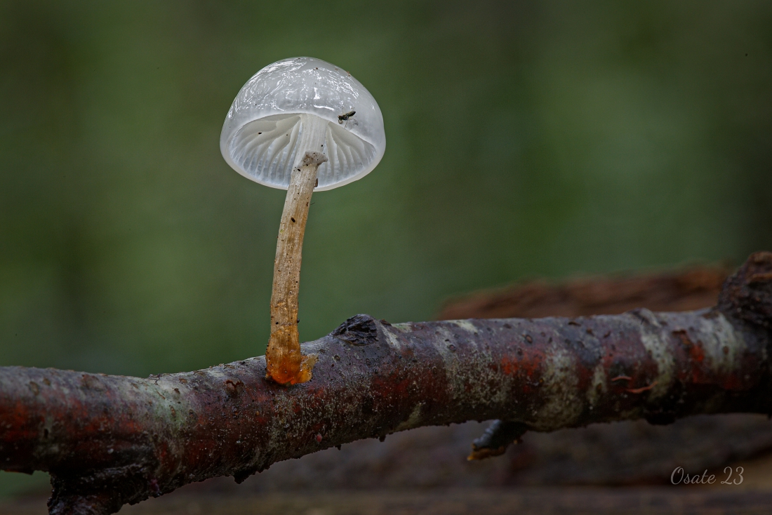 Buchenschleimrüpling