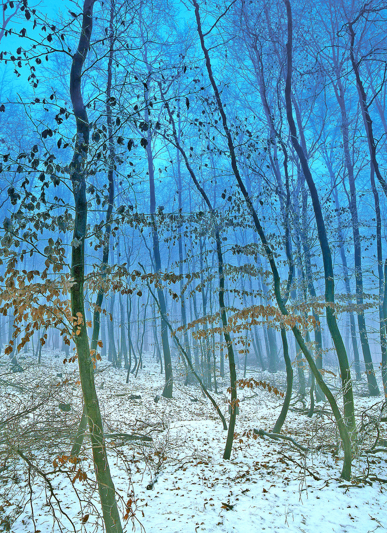 Buchenschonung im Winternebel