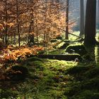 Buchenschule im Sonnenlicht