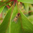 Buchenschwebfliege (Melangyna cincta) auf Wildem Wein