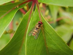 Buchenschwebfliege (Melangyna cincta) auf Wildem Wein