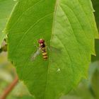 Buchenschwebfliege (Melangyna cincta) auf Wildem Wein